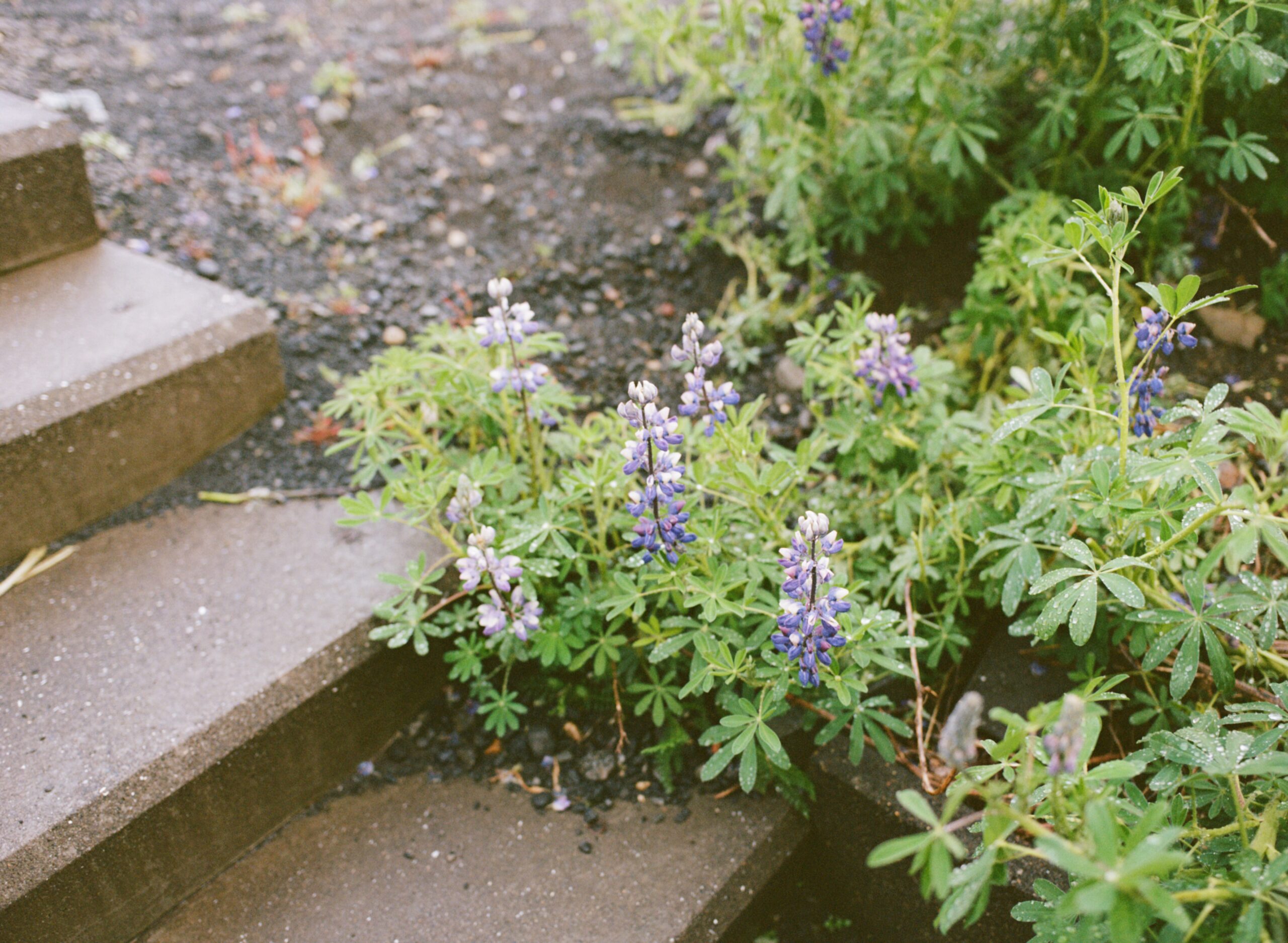 THE SIX FOOT GALLERY INTERVIEW: Amy Iona